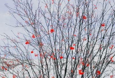 红瓣花树